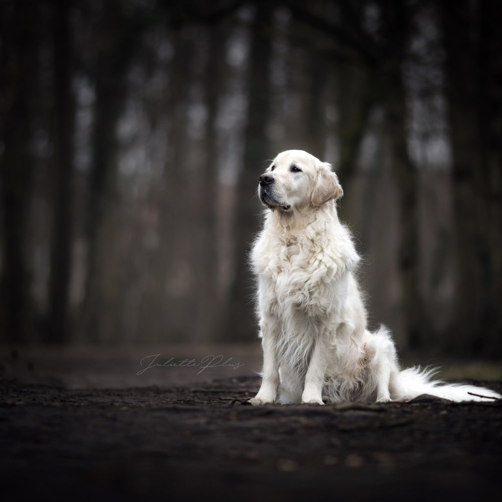 Обои взгляд, собака, темный фон, друг, золотистый ретривер, look, dog, the dark background, each, golden retriever разрешение 2560x1707 Загрузить