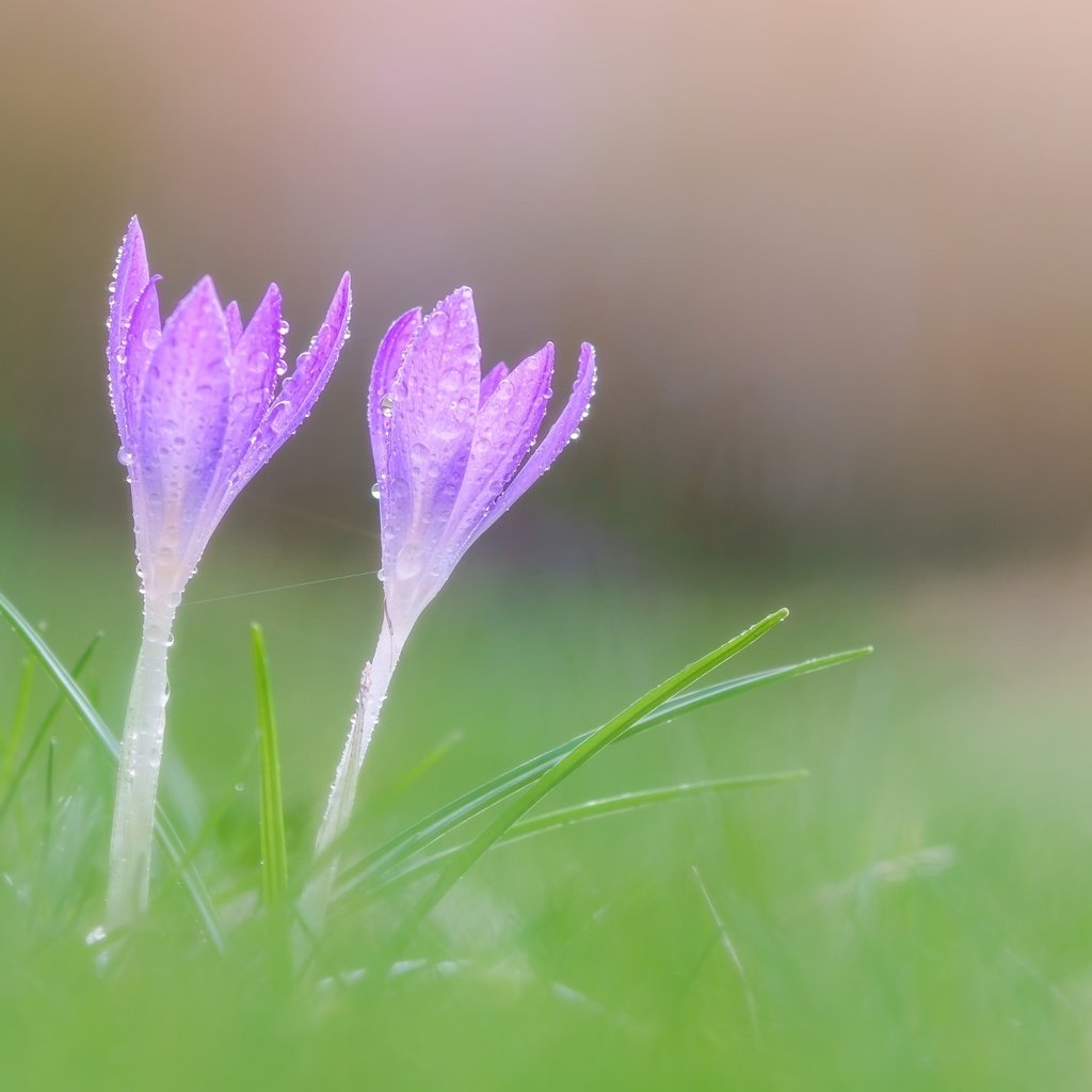 Обои цветы, макро, весна, крокусы, flowers, macro, spring, crocuses разрешение 2048x1365 Загрузить