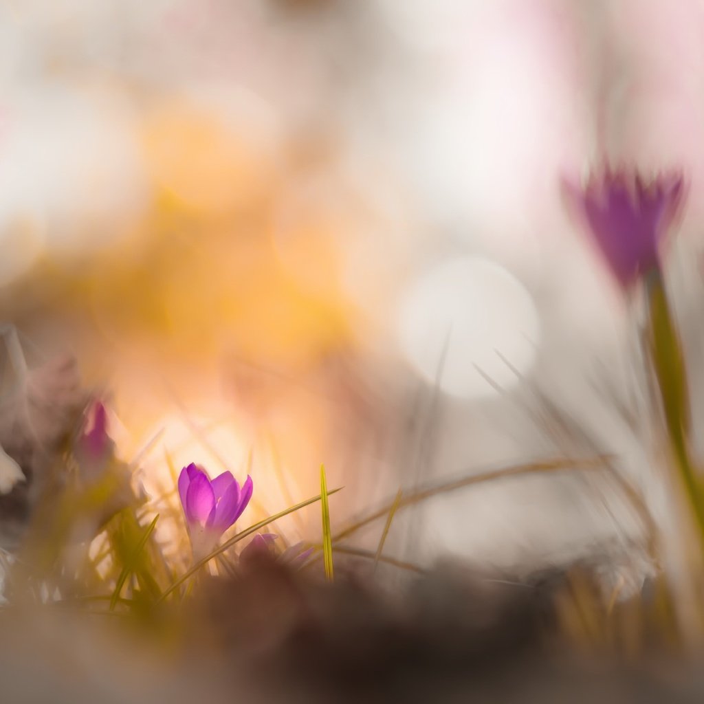 Обои цветы, природа, фон, весна, крокусы, боке, flowers, nature, background, spring, crocuses, bokeh разрешение 2048x1367 Загрузить