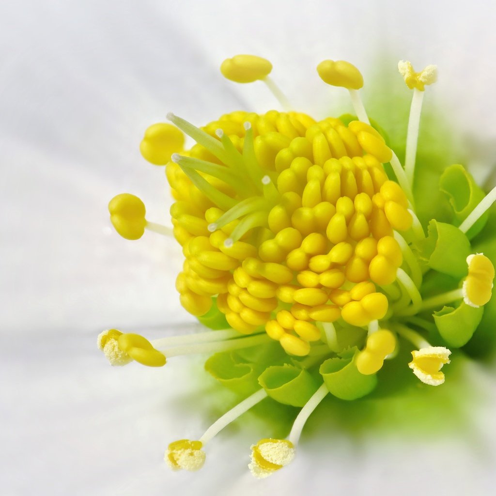 Обои макро, цветок, белый, белый цветок, морозник, macro, flower, white, white flower, hellebore разрешение 4000x3000 Загрузить