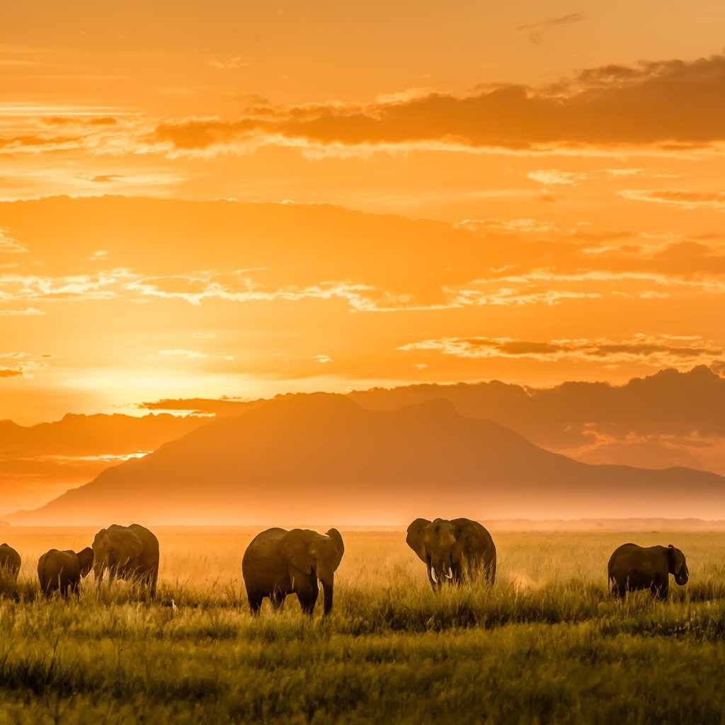 Обои свет, горы, африка, слоны, light, mountains, africa, elephants разрешение 2500x1406 Загрузить