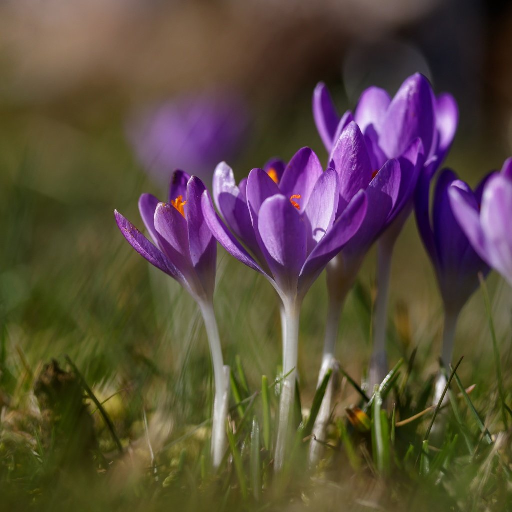 Обои цветы, трава, весна, крокусы, шафран, flowers, grass, spring, crocuses, saffron разрешение 6000x3798 Загрузить