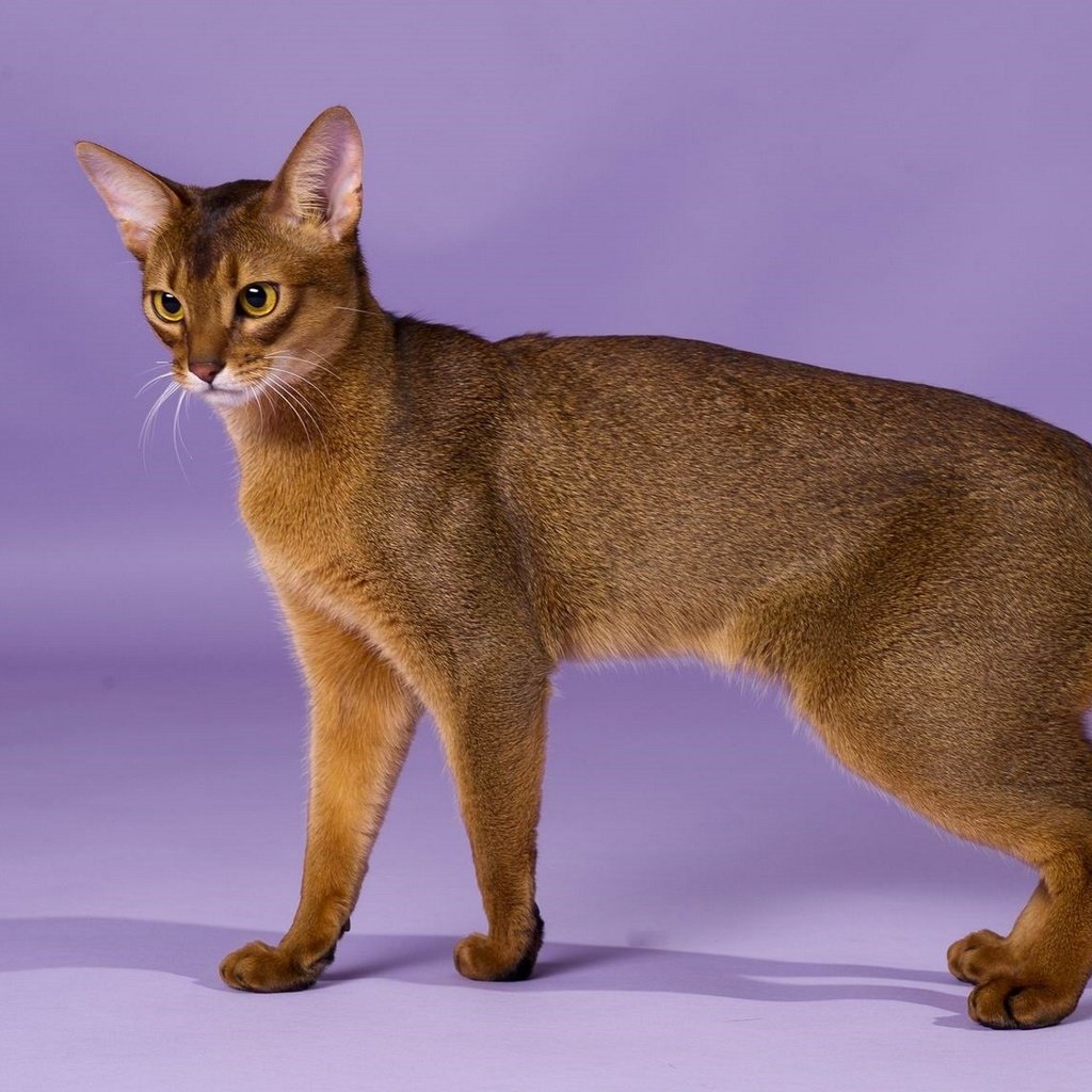 Обои кошка, порода, грация, абиссинская кошка, cat, breed, grace, abyssinian cat разрешение 1920x1246 Загрузить