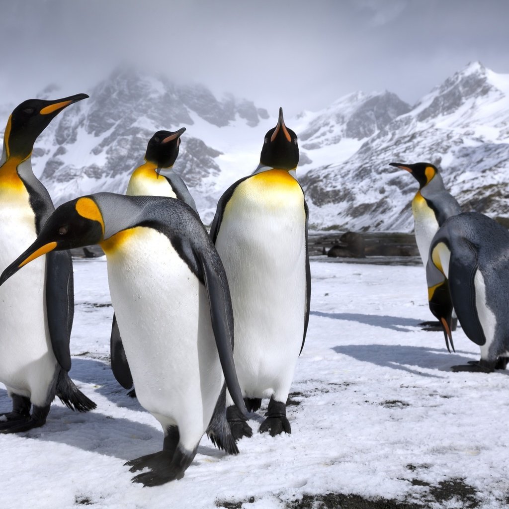 Обои горы, снег, пингвин, пингвины, королевские пингвины, mountains, snow, penguin, penguins, royal penguins разрешение 2500x1667 Загрузить