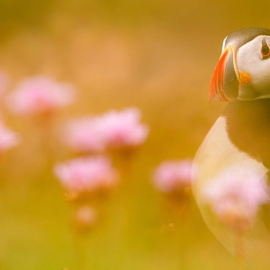 Обои свет, цветы, птица, тупик, атлантический тупик, light, flowers, bird, stalled, atlantic puffin разрешение 2500x1667 Загрузить