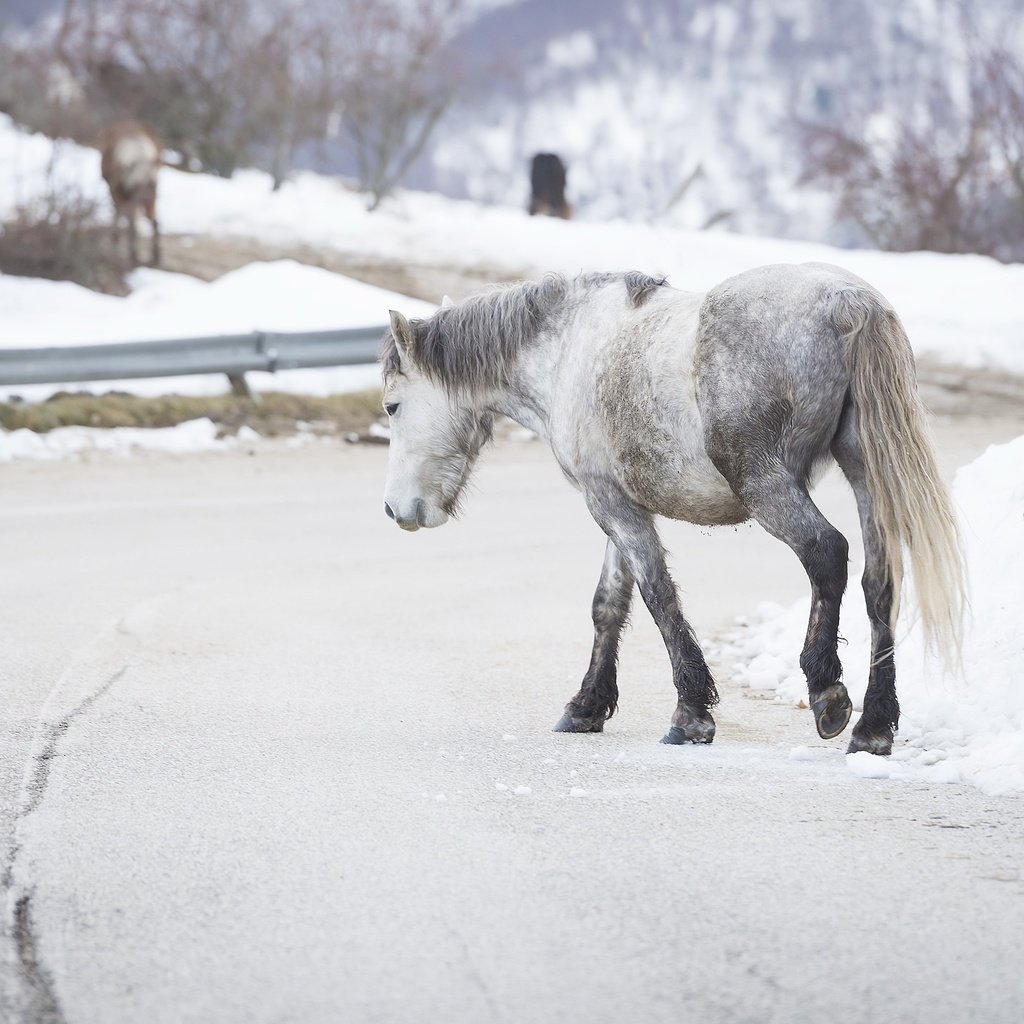 Обои дорога, лошадь, снег, зима, фон, лошади, конь, road, horse, snow, winter, background разрешение 2560x1446 Загрузить