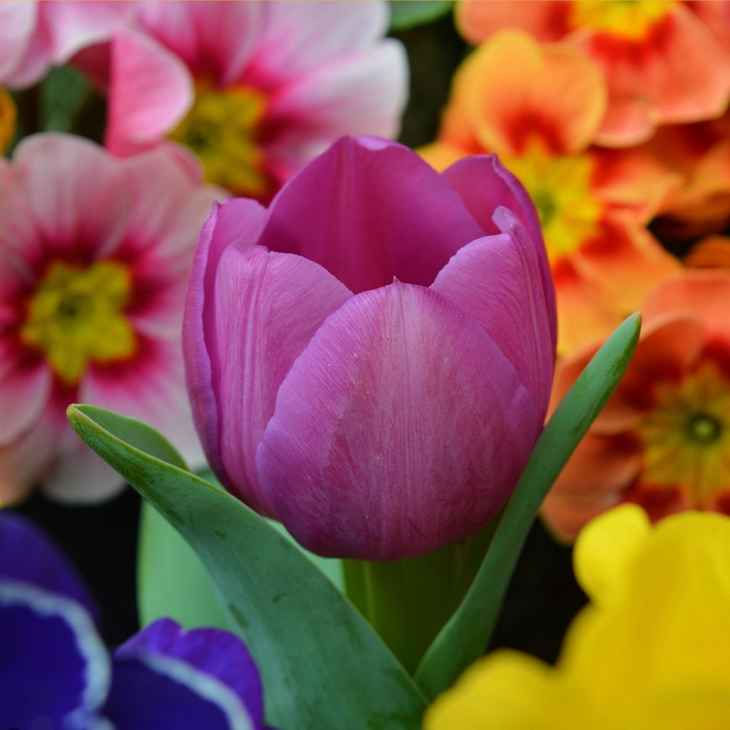 Обои цветы, весна, тюльпан,  цветы, примула, весенние, фиолетовый тюльпан, flowers, spring, tulip, primula, purple tulip разрешение 3002x1916 Загрузить