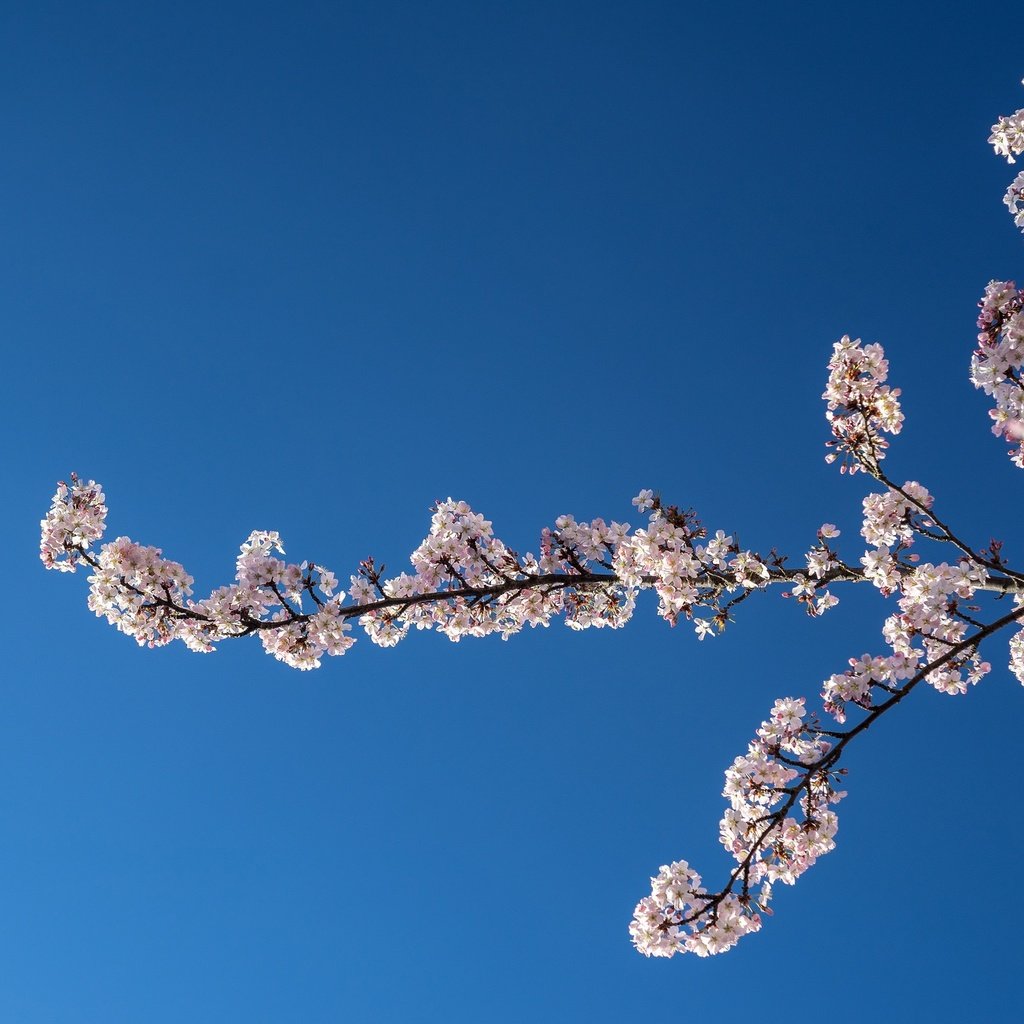 Обои небо, природа, цветение, ветки, весна, вишня, the sky, nature, flowering, branches, spring, cherry разрешение 2048x1365 Загрузить