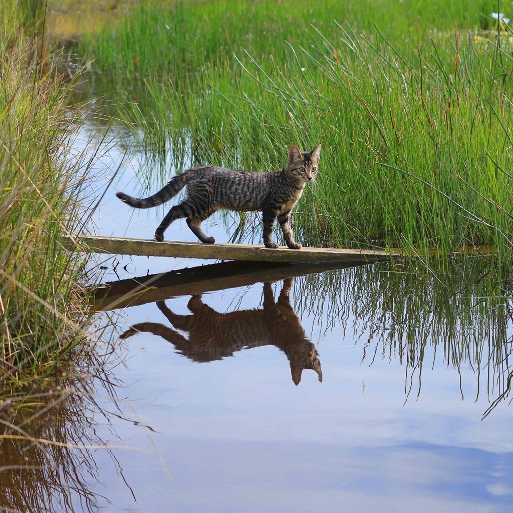 Обои трава, вода, отражение, доска, кошка, grass, water, reflection, board, cat разрешение 2048x1365 Загрузить