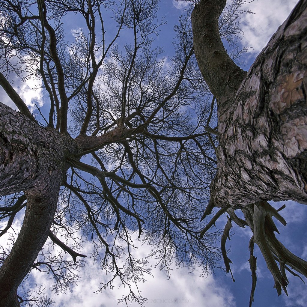 Обои небо, деревья, ветки, the sky, trees, branches разрешение 4207x2805 Загрузить