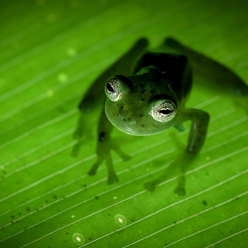 Обои природа, лапы, лист, лягушка, зеленая, земноводное, коста-рика, nature, paws, sheet, frog, green, amphibian, costa rica разрешение 2048x1287 Загрузить