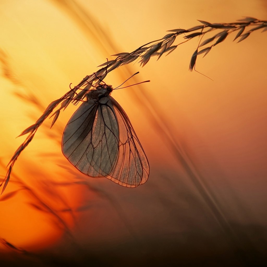 Обои свет, трава, солнце, закат, макро, насекомое, бабочка, light, grass, the sun, sunset, macro, insect, butterfly разрешение 2500x1666 Загрузить