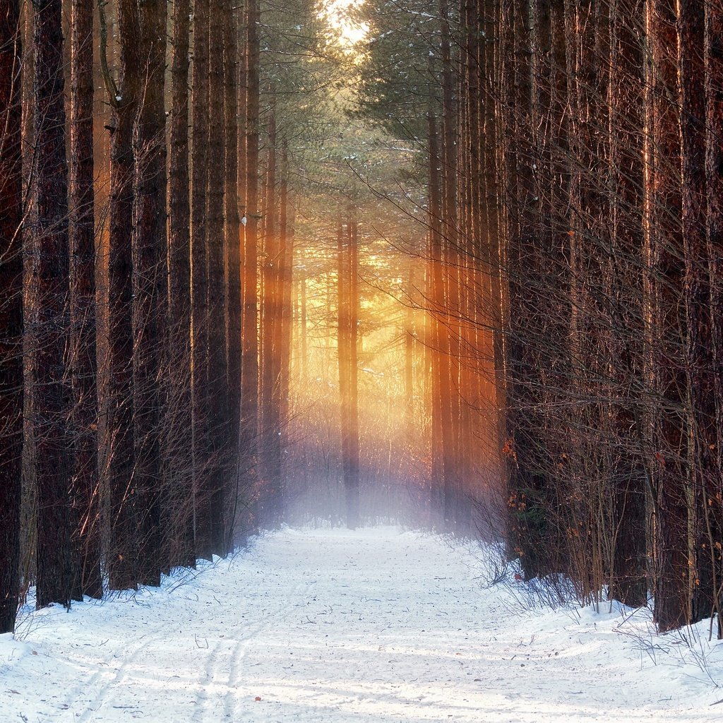 Обои дорога, деревья, снег, лес, зима, road, trees, snow, forest, winter разрешение 2048x1365 Загрузить