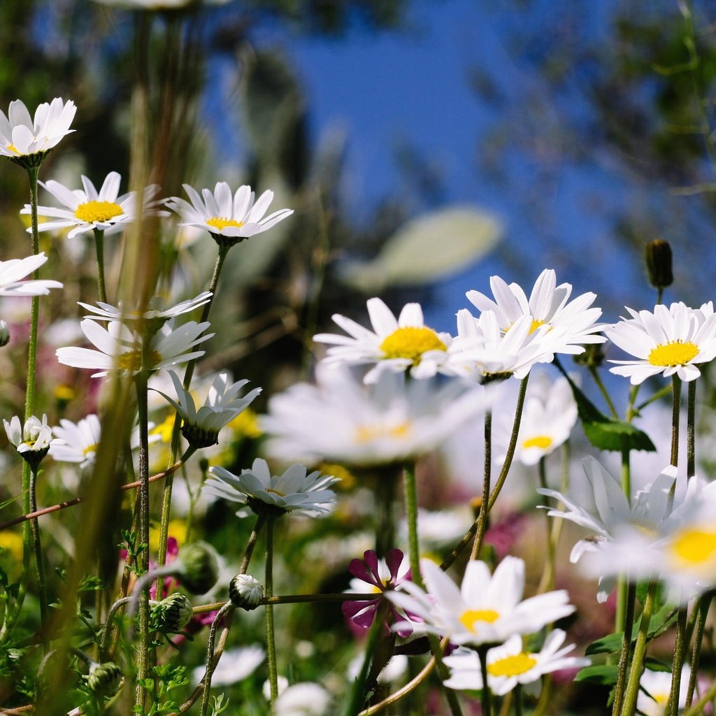 Обои цветы, лето, ромашки, полевые, flowers, summer, chamomile, field разрешение 2048x1365 Загрузить