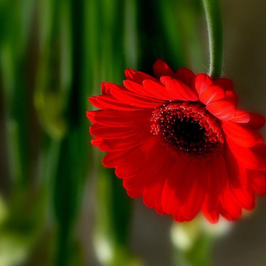 Обои макро, цветок, лепестки, боке, гербера, macro, flower, petals, bokeh, gerbera разрешение 2048x1602 Загрузить