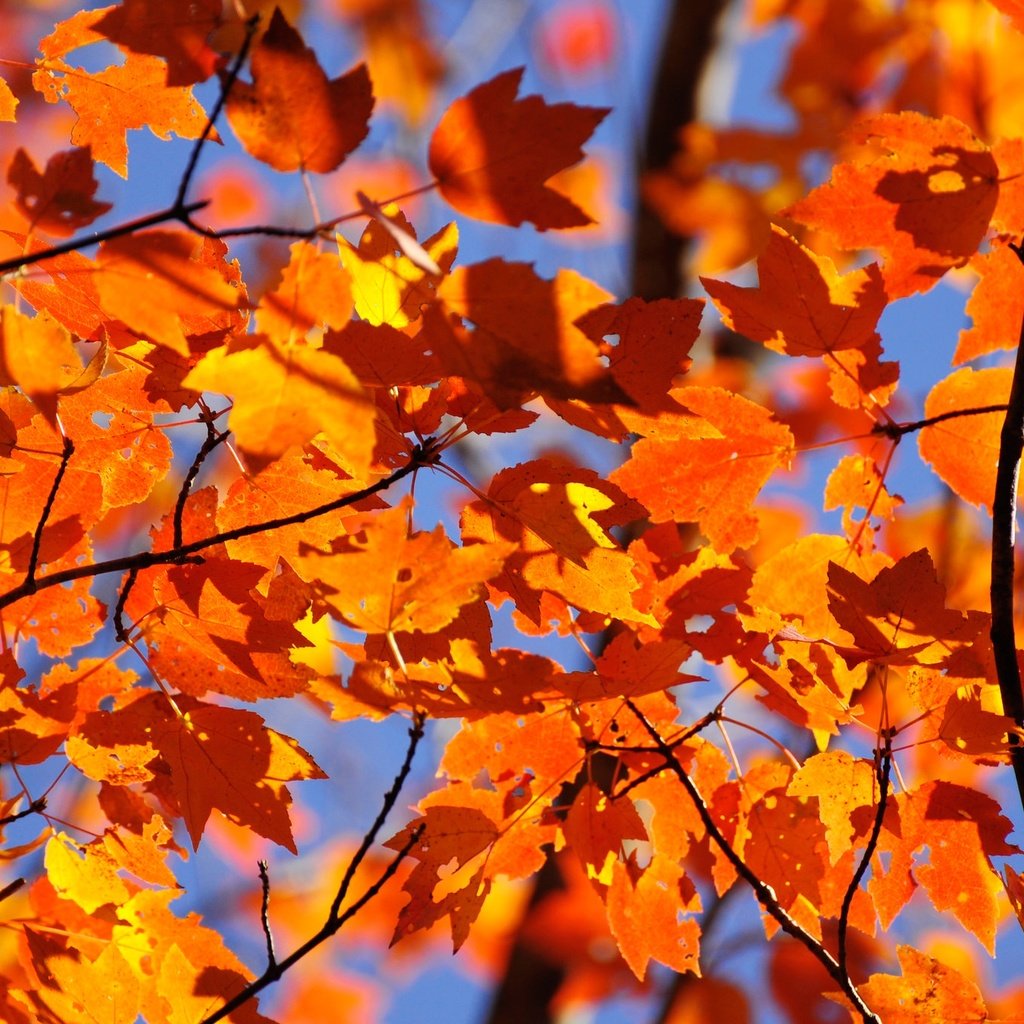 Обои небо, природа, листья, ветки, осень, the sky, nature, leaves, branches, autumn разрешение 2048x1360 Загрузить