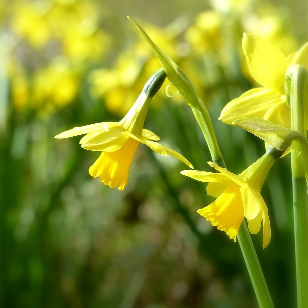 Обои цветы, нарциссы, желтые, боке, трио, flowers, daffodils, yellow, bokeh, trio разрешение 2048x1386 Загрузить