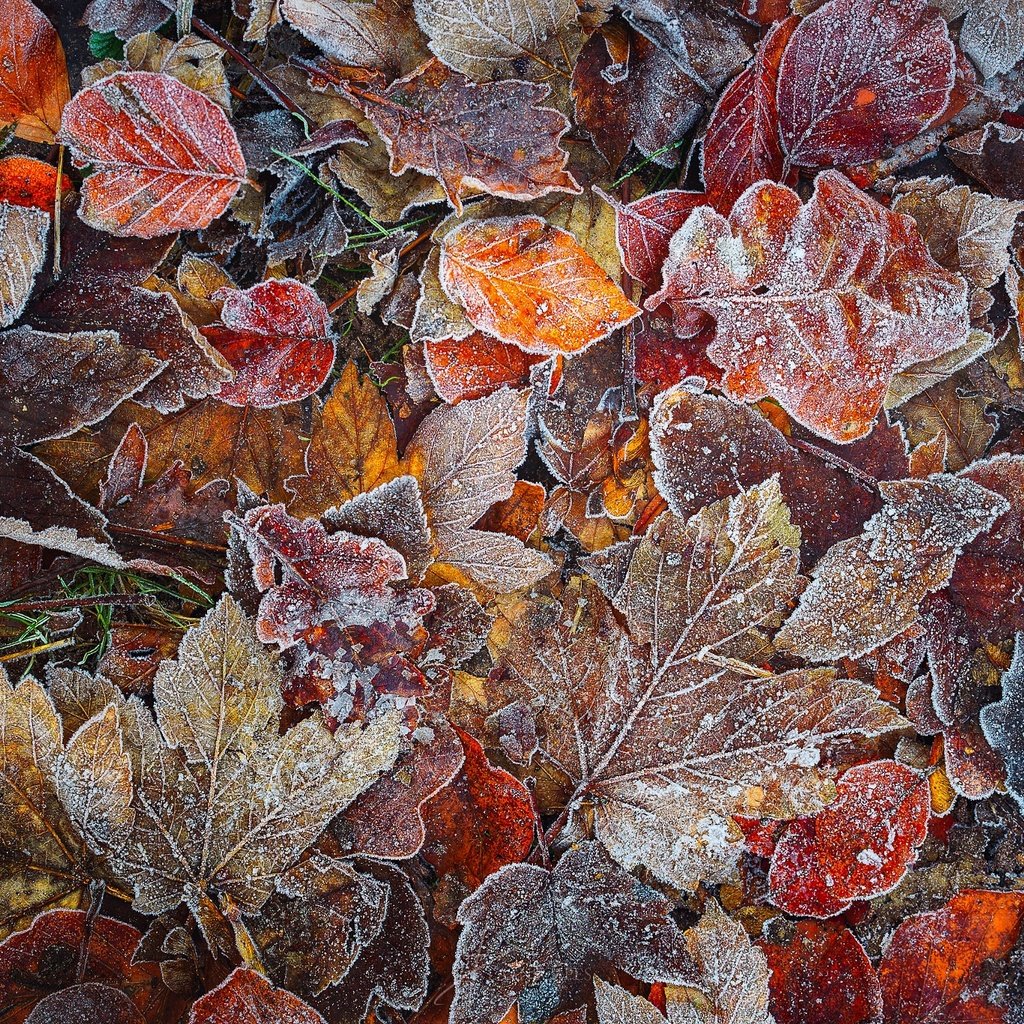 Обои природа, лес, листья, макро, мороз, листва, иней, осень, nature, forest, leaves, macro, frost, foliage, autumn разрешение 2048x1367 Загрузить