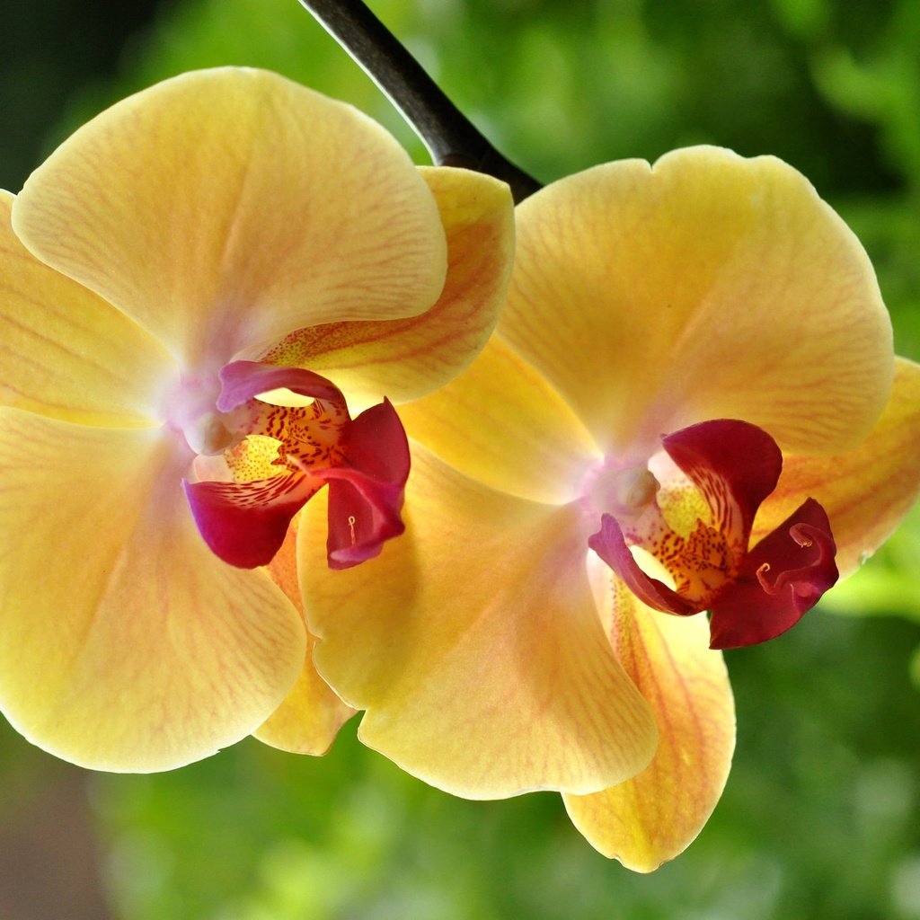Орхидея желтая жемчужина фото и описание