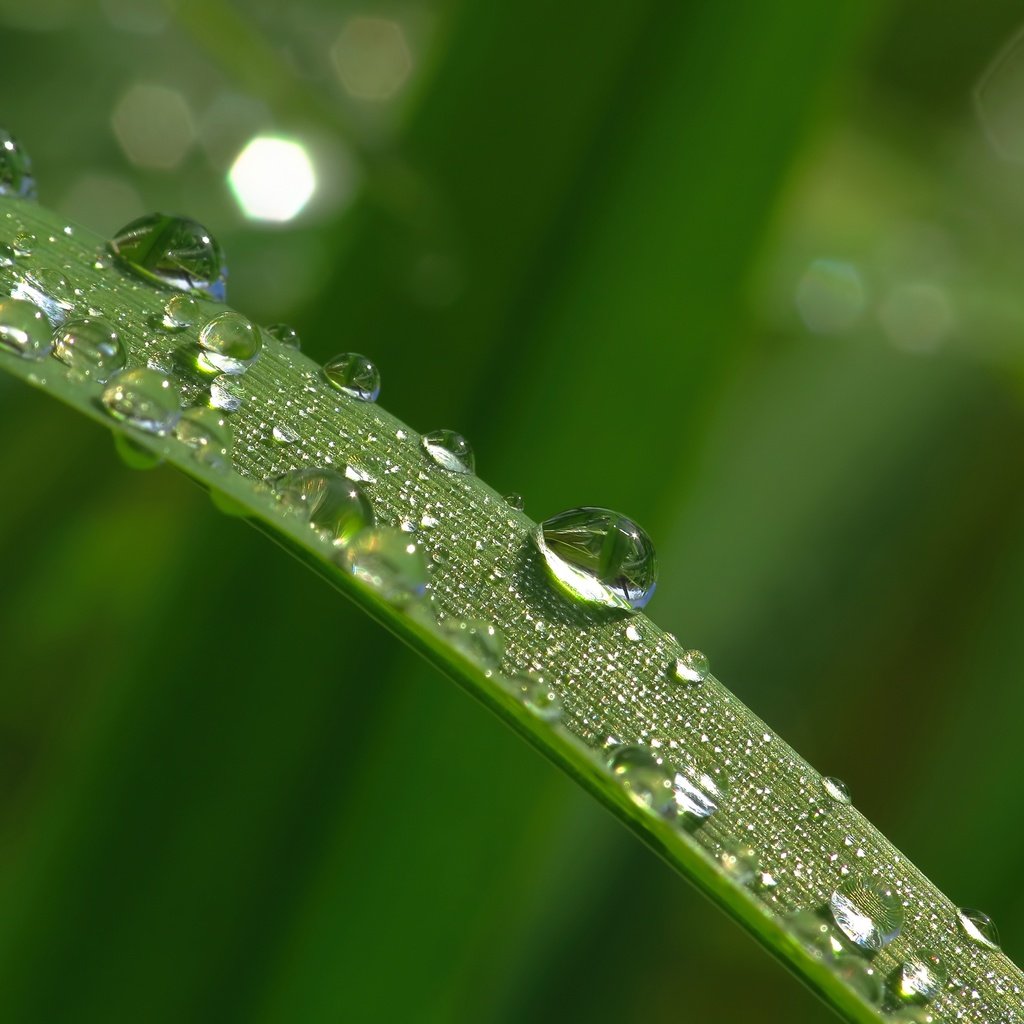 Обои трава, макро, утро, роса, капли, травинка,  листья, грин, grass, macro, morning, rosa, drops, a blade of grass, leaves, green разрешение 4000x3000 Загрузить