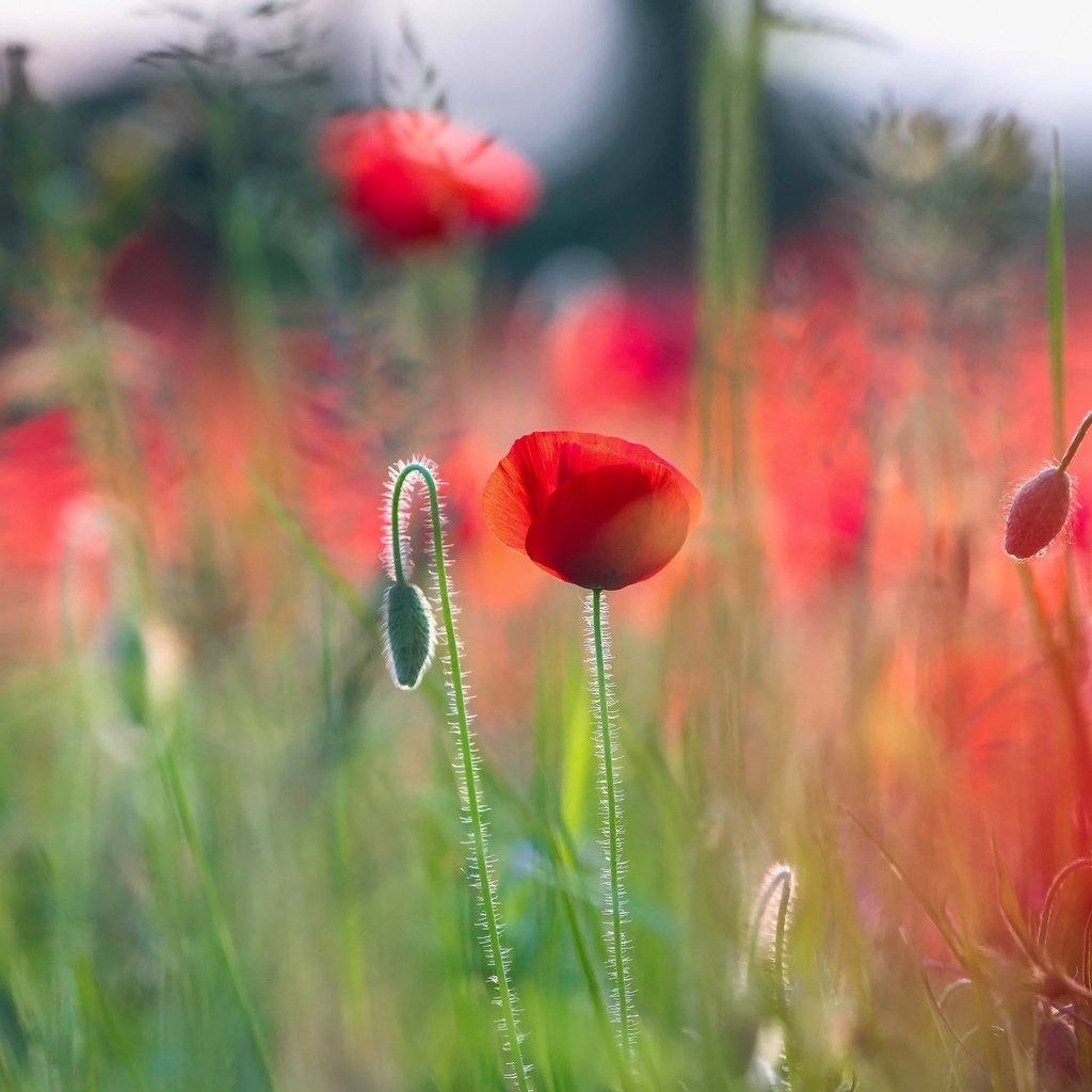 Обои цветы, макро, лето, красные, маки, боке, flowers, macro, summer, red, maki, bokeh разрешение 3840x2560 Загрузить