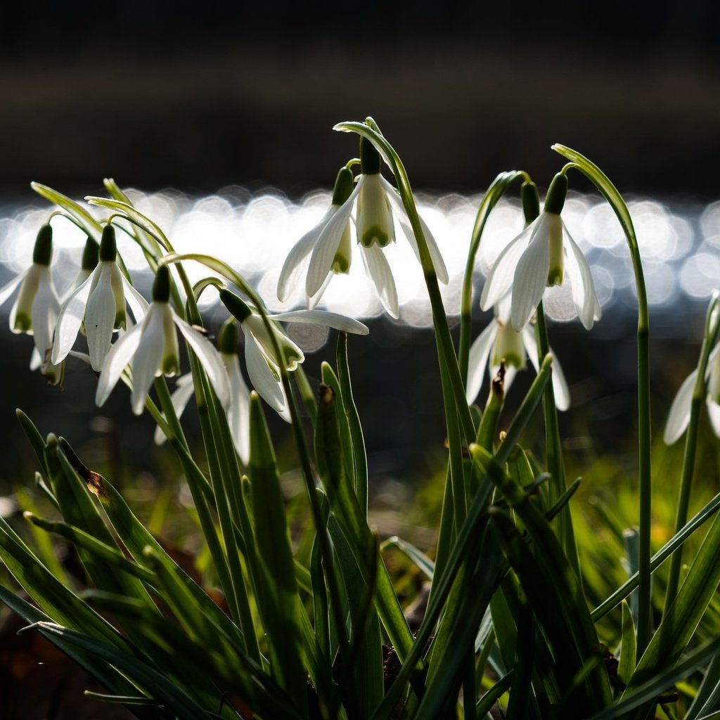 Обои цветы, весна, подснежники, боке, flowers, spring, snowdrops, bokeh разрешение 2048x1205 Загрузить