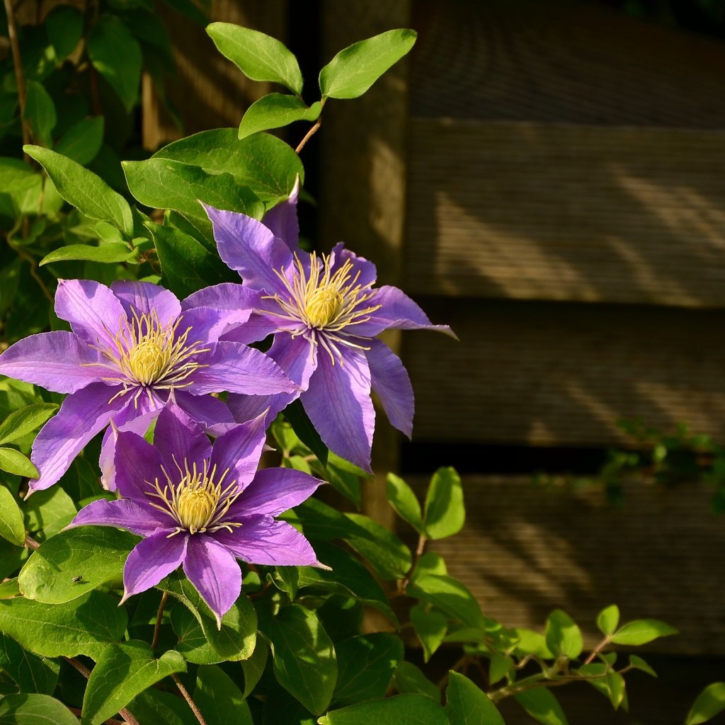 Обои цветы, листья, стена, доски, растение, клематис, ломонос, flowers, leaves, wall, board, plant, clematis разрешение 4928x3264 Загрузить