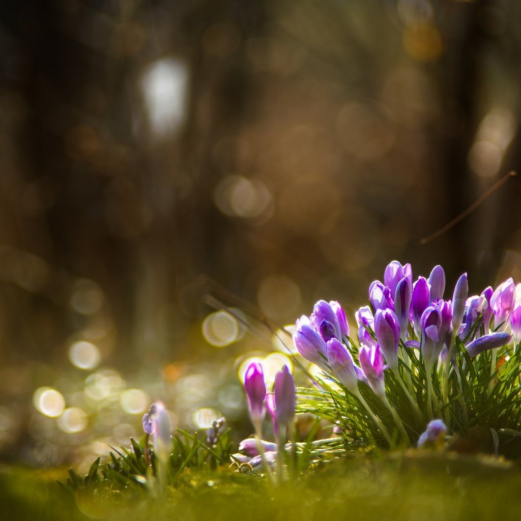 Обои цветы, природа, лес, весна, крокусы, flowers, nature, forest, spring, crocuses разрешение 2048x1317 Загрузить