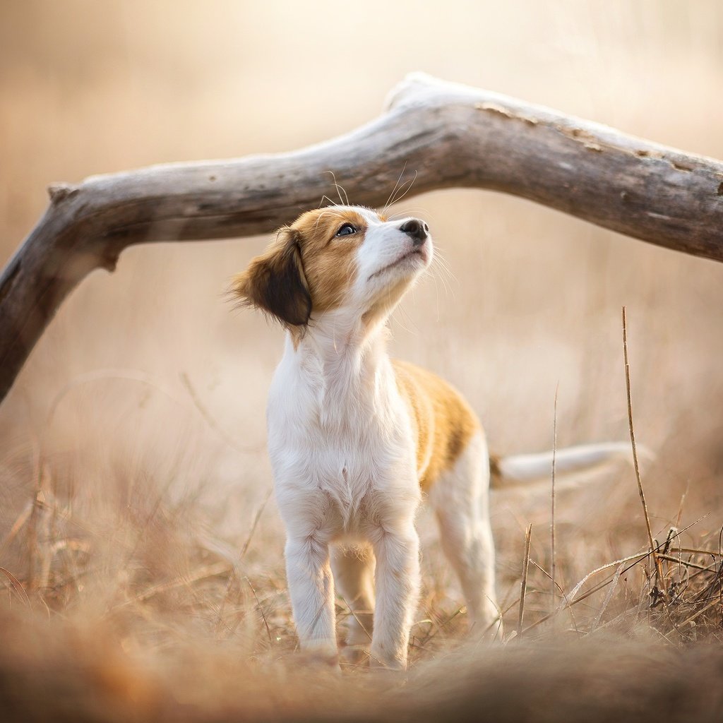 Обои ветка, природа, собака, щенок, dackelpuppy, soey, branch, nature, dog, puppy разрешение 2048x1344 Загрузить