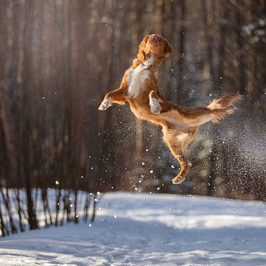 Обои снег, зима, полет, собака, прыжок, в воздухе, боке, snow, winter, flight, dog, jump, in the air, bokeh разрешение 1920x1200 Загрузить