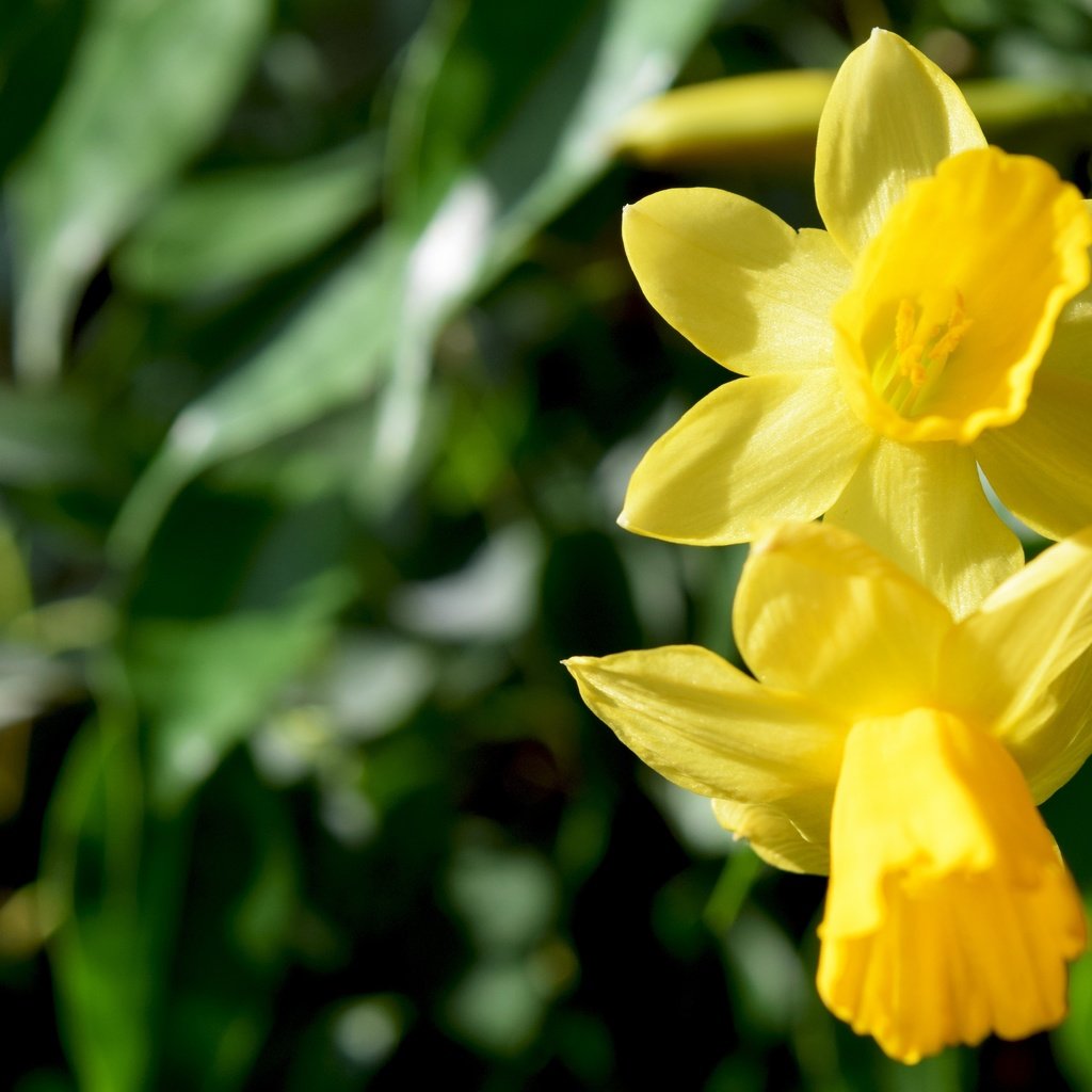 Обои цветы, макро, весна, нарциссы, желтые, flowers, macro, spring, daffodils, yellow разрешение 6000x4000 Загрузить