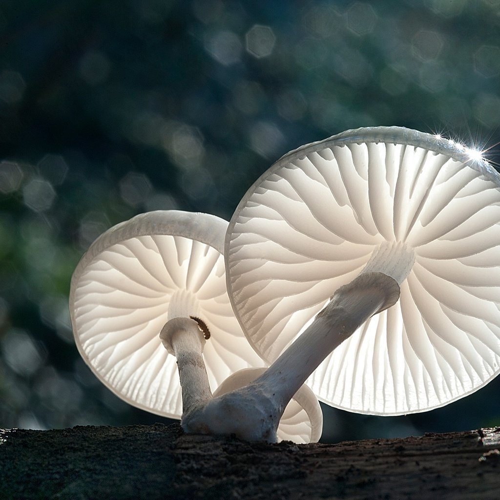 Обои свет, природа, макро, грибы, боке, light, nature, macro, mushrooms, bokeh разрешение 1920x1278 Загрузить