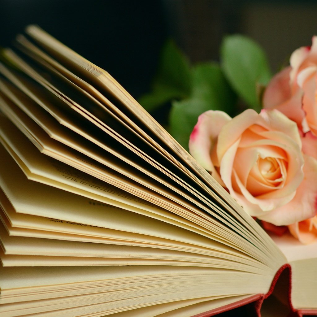 Обои цветы, розы, книга, страницы, flowers, roses, book, page разрешение 6000x3781 Загрузить