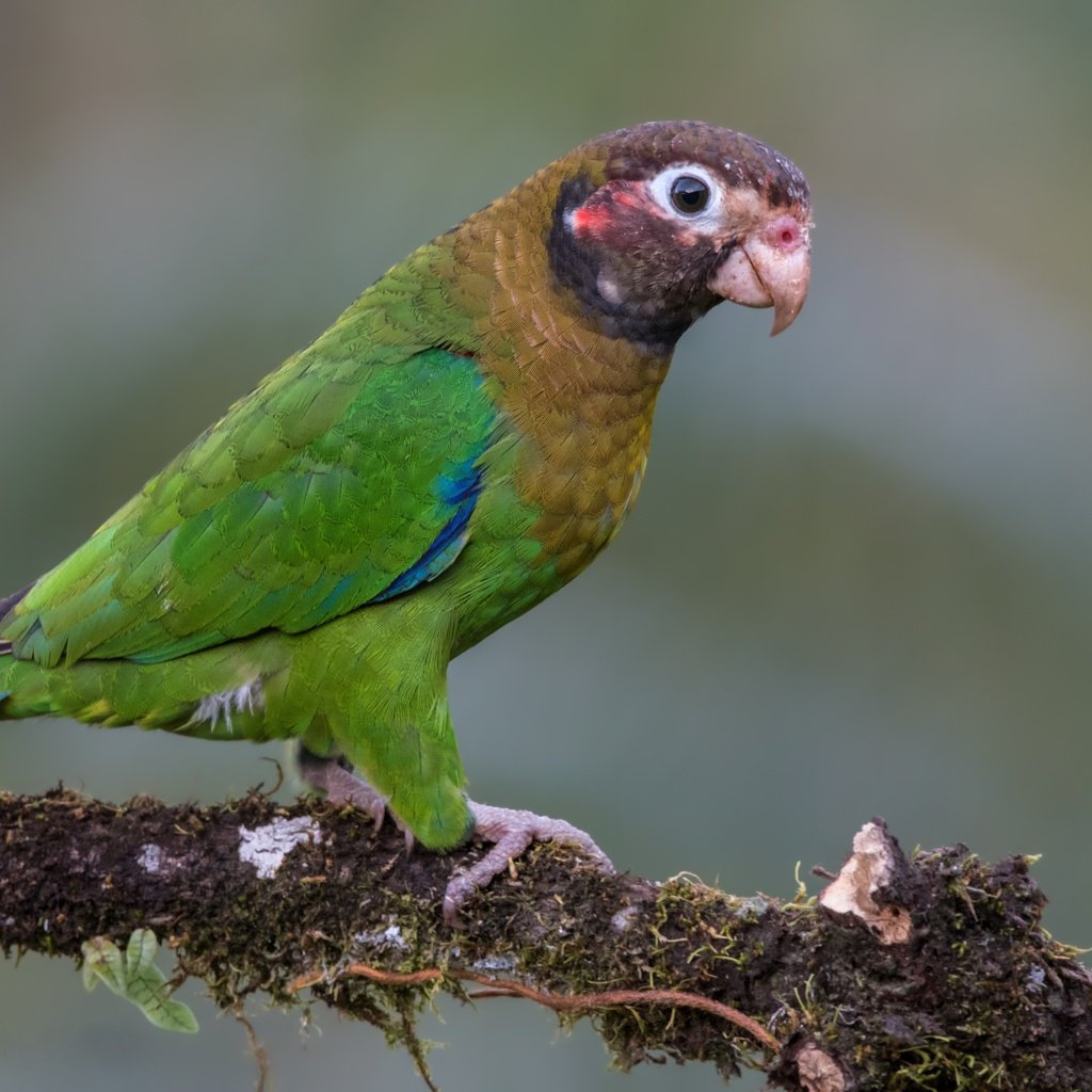 Обои птицы, попугай, коричнево-капюшонный попугай, birds, parrot, brown-kapushany parrot разрешение 4763x3340 Загрузить