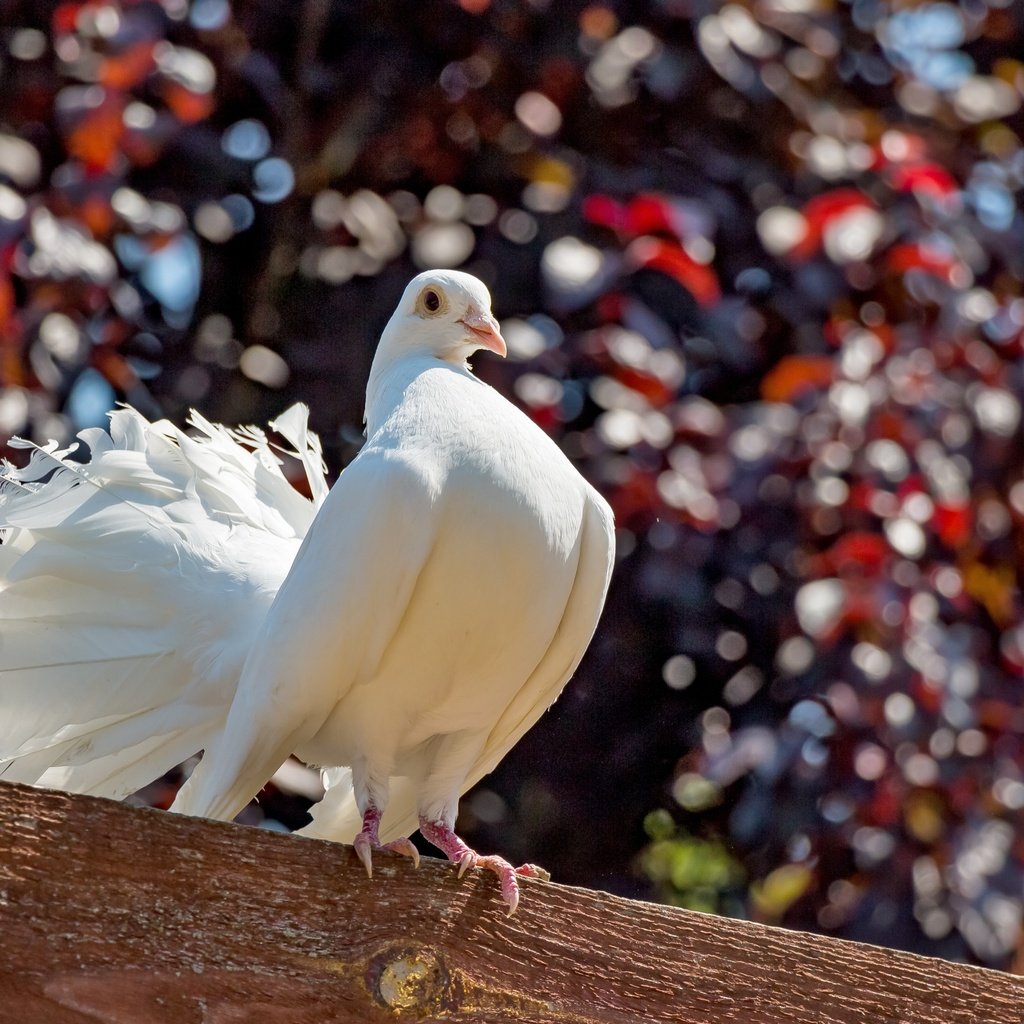 Обои природа, птица, голубь, балка, nature, bird, dove, beam разрешение 5910x3940 Загрузить