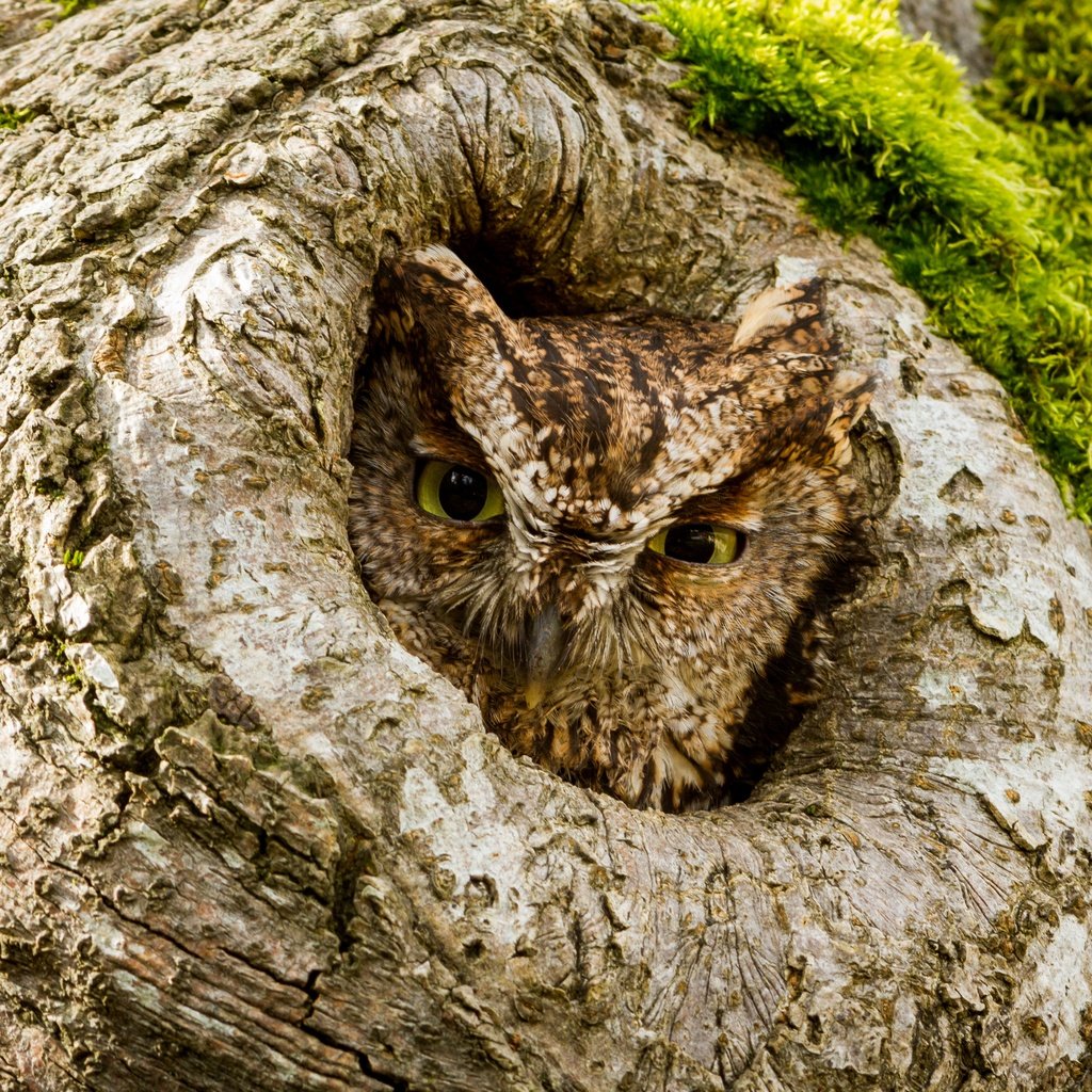 Обои сова, дерево, взгляд, птица, дупло, owl, tree, look, bird, the hollow разрешение 5076x3384 Загрузить