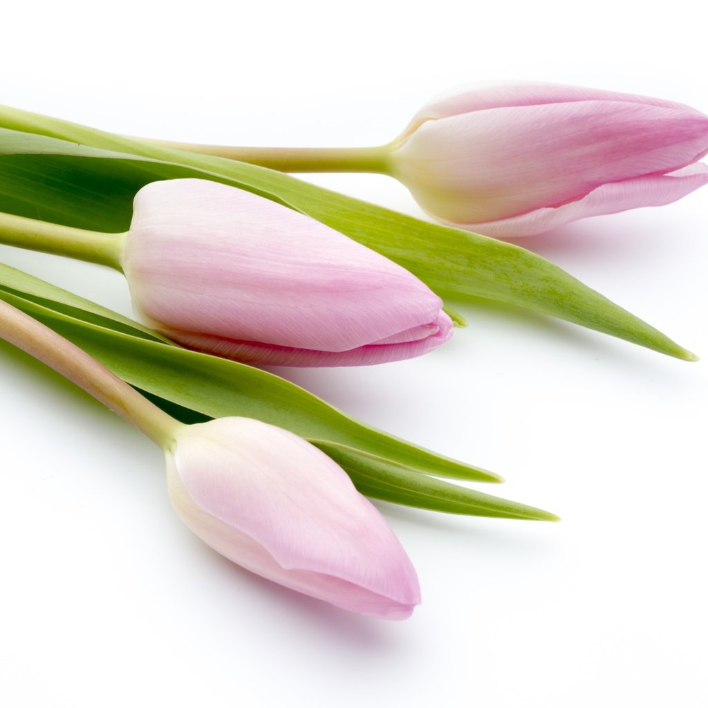 Обои цветы, букет, тюльпаны, розовые, красива, тульпаны,  цветы, парное, пинк, flowers, bouquet, tulips, pink, beautiful, fresh разрешение 4345x2897 Загрузить