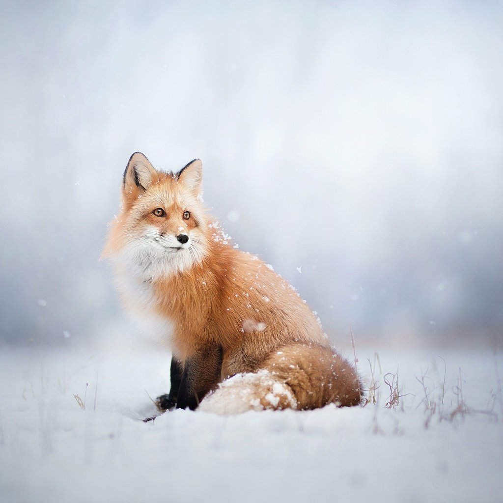 Обои снег, зима, лиса, лисица, животное, snow, winter, fox, animal разрешение 2048x1365 Загрузить