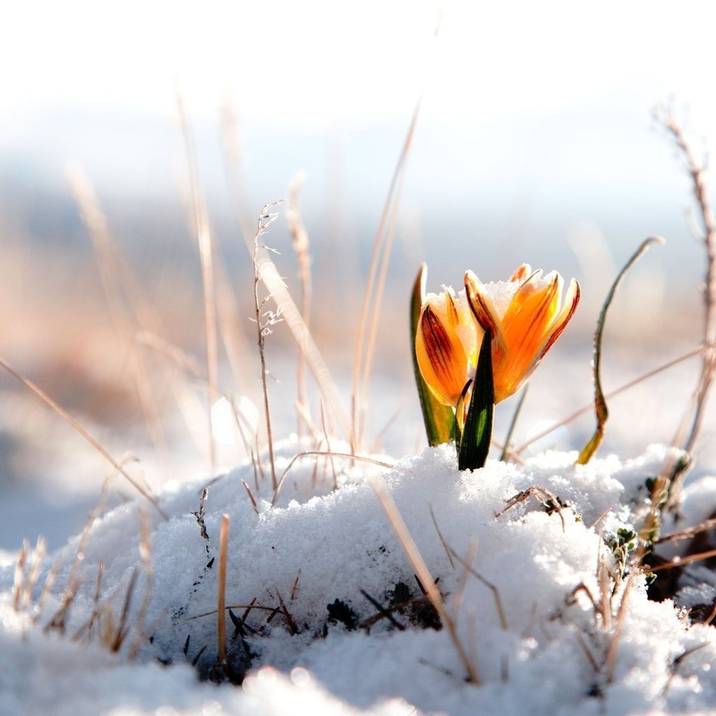 Обои цветы, снег, природа, желтый, цветок, весна, крокусы, крокус, flowers, snow, nature, yellow, flower, spring, crocuses, krokus разрешение 1920x1200 Загрузить