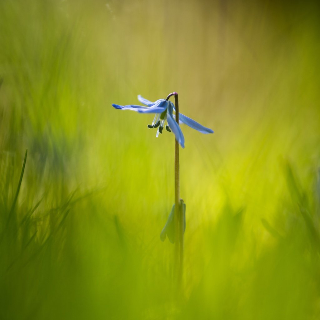 Обои трава, макро, фон, цветок, grass, macro, background, flower разрешение 6016x4016 Загрузить