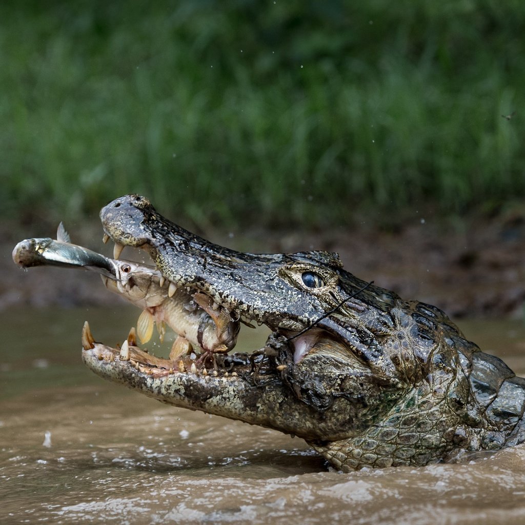 Обои вода, природа, хищник, зубы, охота, крокодил, пасть, рыба, water, nature, predator, teeth, hunting, crocodile, mouth, fish разрешение 4928x3280 Загрузить