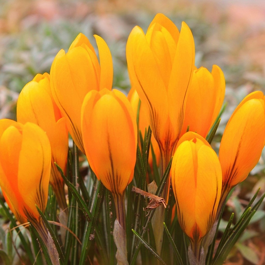 Обои цветы, весна, желтые, крокусы, yellow crocuses, flowers, spring, yellow, crocuses разрешение 3000x1900 Загрузить