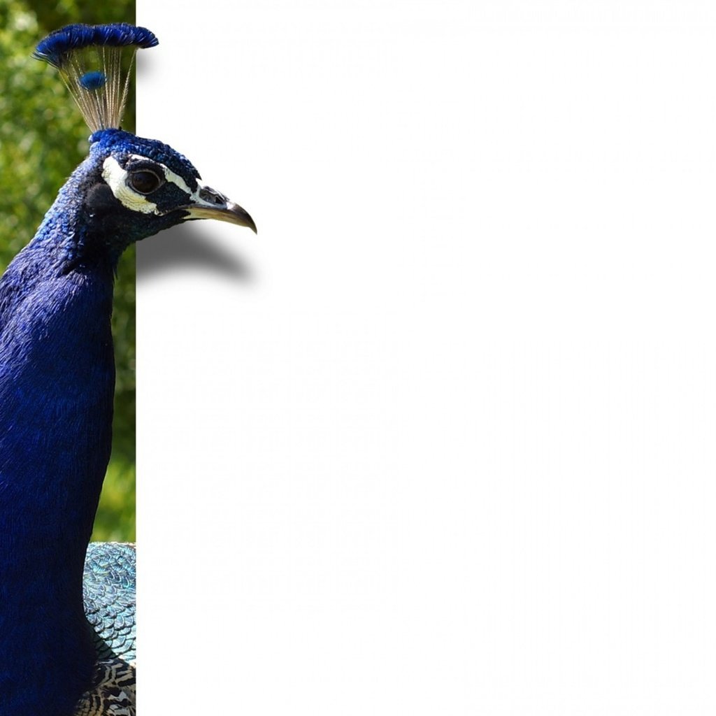 Обои фон, минимализм, птица, павлин, оперение, background, minimalism, bird, peacock, tail разрешение 2880x1800 Загрузить