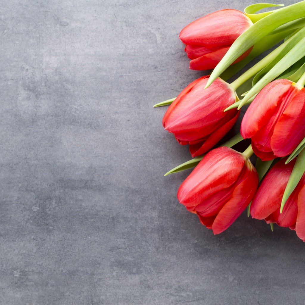 Обои цветы, красные, букет, тюльпаны, краcный, тульпаны,  цветы, парное, весенние, flowers, red, bouquet, tulips, fresh, spring разрешение 5318x3546 Загрузить