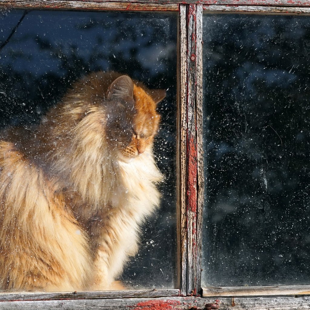 Обои кот, кошка, пушистый, дом, окно, рыжий, cat, fluffy, house, window, red разрешение 2048x1365 Загрузить