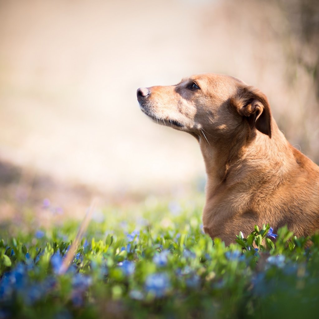 Обои цветы, взгляд, собака, друг, flowers, look, dog, each разрешение 2560x1707 Загрузить