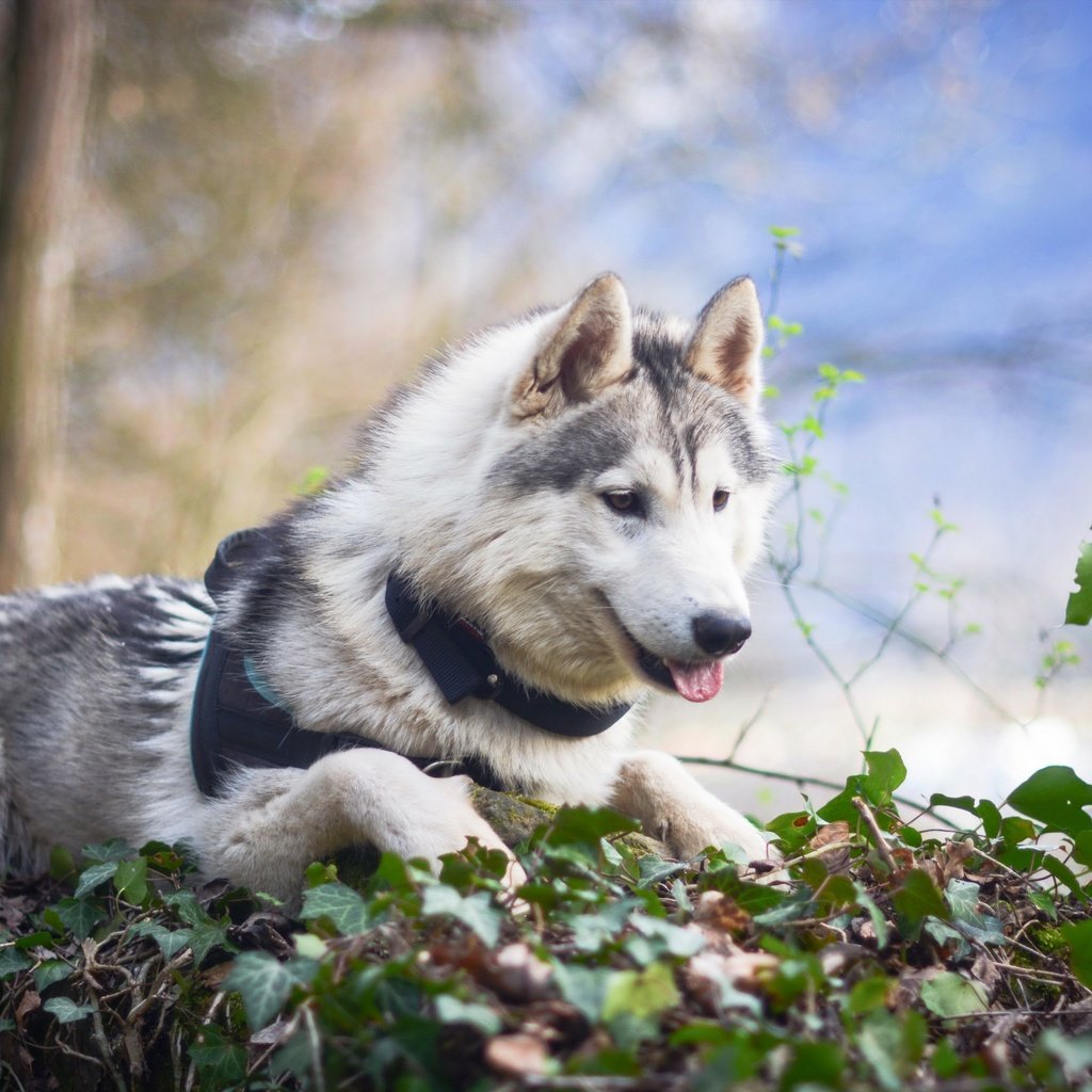 Обои природа, взгляд, собака, хаски, maïko, sarah.bsj, nature, look, dog, husky разрешение 2560x1707 Загрузить