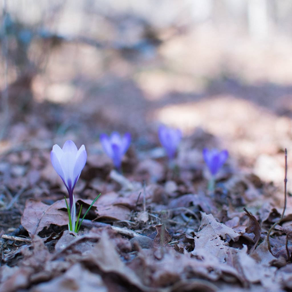 Обои цветы, природа, весна, крокусы, flowers, nature, spring, crocuses разрешение 6000x4000 Загрузить