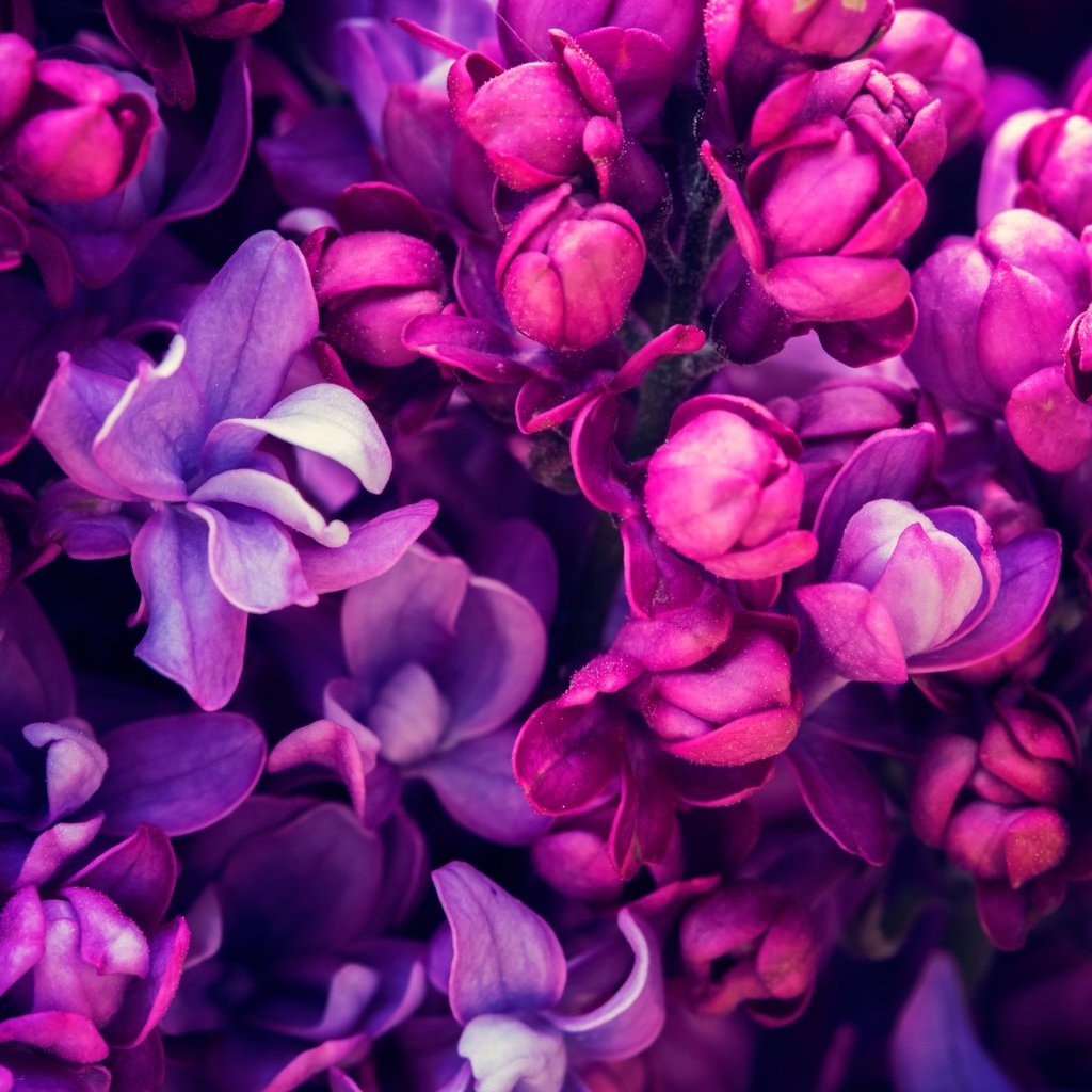 Обои цветение, весна, сирень, сиреневая,  цветы, blossom, весенние, лиловая, flowering, spring, lilac, flowers, purple разрешение 5760x3840 Загрузить
