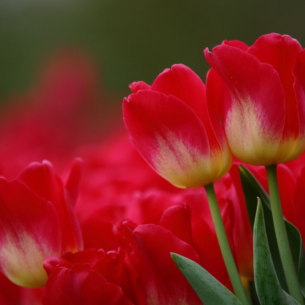 Обои цветы, макро, красные, тюльпаны, flowers, macro, red, tulips разрешение 2048x1365 Загрузить